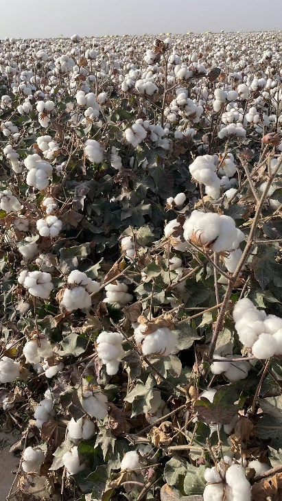 A close-up of cotton plantsAI-generated content may be incorrect.